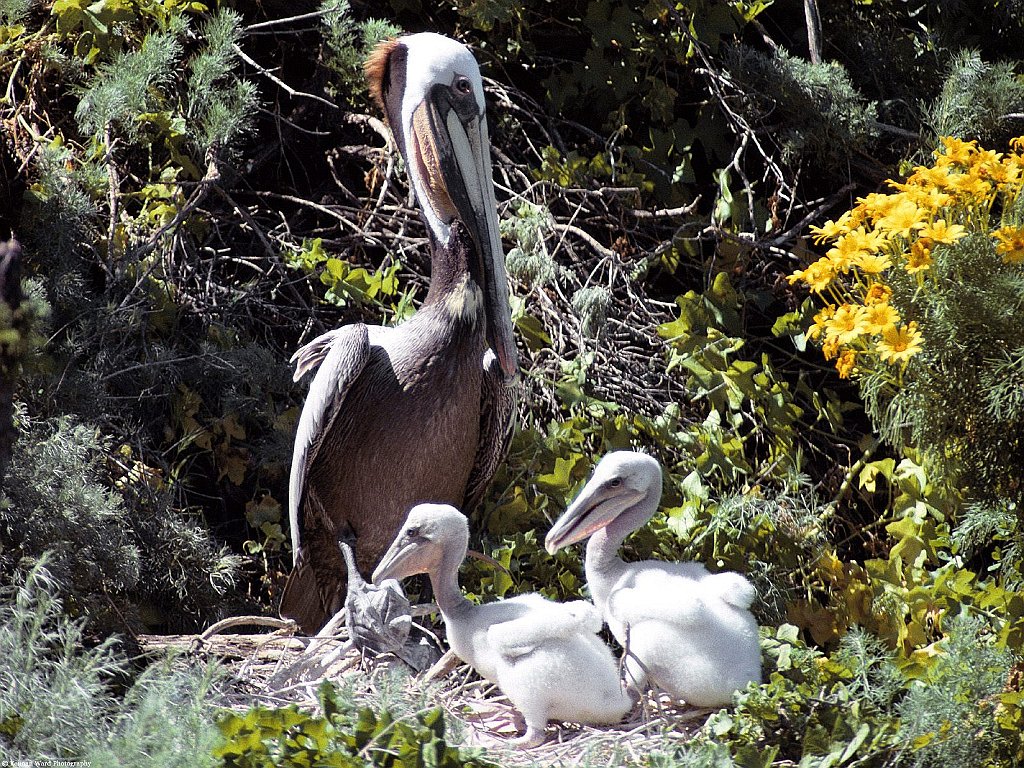 Brown Pelican Family, California